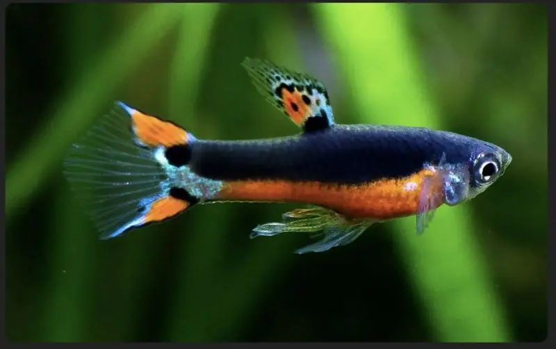 Santa Maria Guppy Tank Bred - Freshwater Livestock