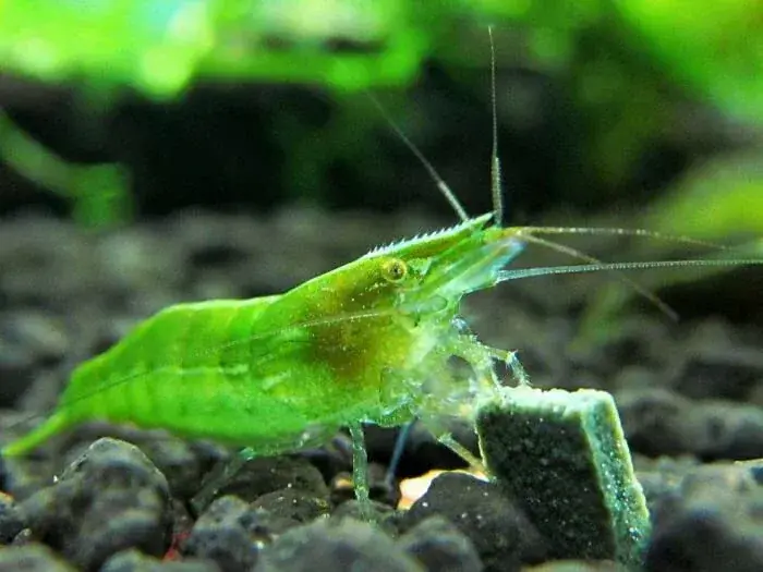 Neon Green Shrimp