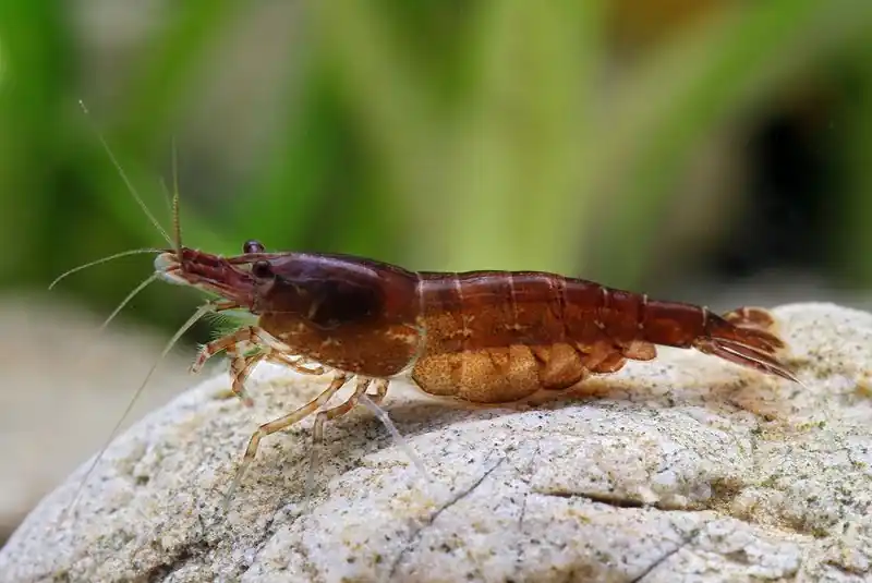 Chocolate Shrimp
