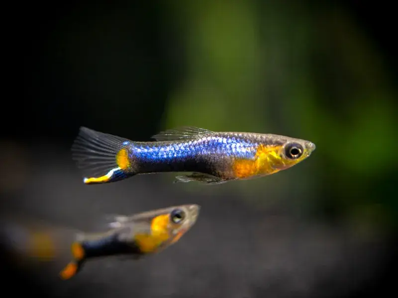 Blue Star Guppy Tank Bred - Freshwater Livestock