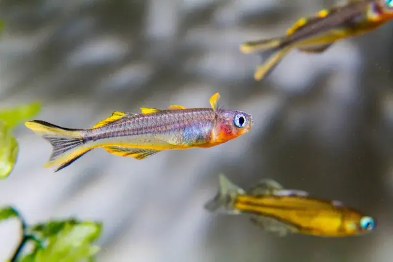 Furcata Blue Eye Rainbowfish Female