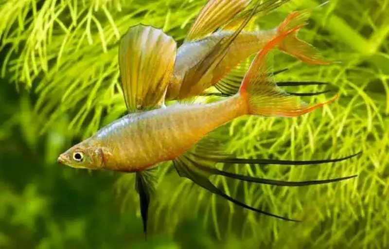 Threadfin Rainbowfish AKA Featherfin Rainbowfish