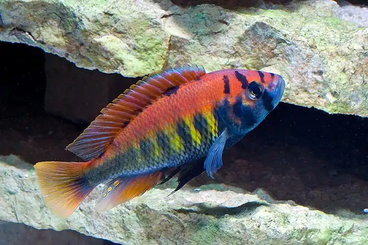 Red Nyererei Cichlid - Cichlids/Predatory Fish