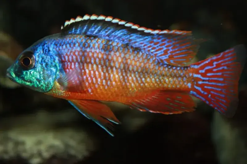 Red Empress Cichlid 3.5" - Cichlids/Predatory Fish