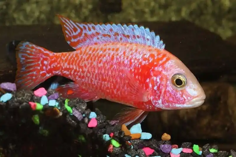 Super Red O.B. Peacock Cichlid 2.5" - Cichlids/Predatory Fish