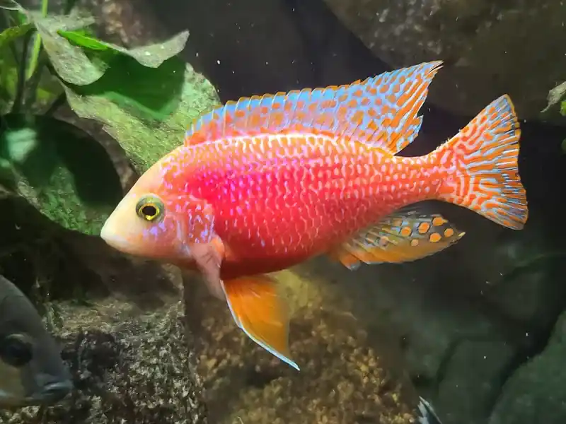 Golden Pink Peacock Cichlid 3" - Cichlids/Predatory Fish