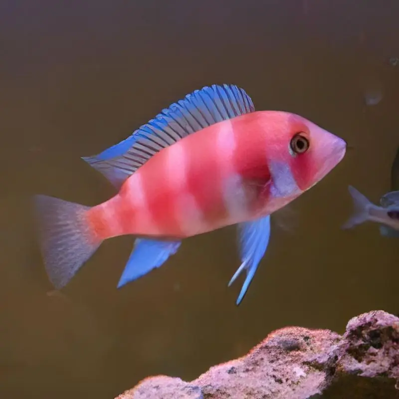 Red Frontosa 2.5" - Cichlids/Predatory Fish