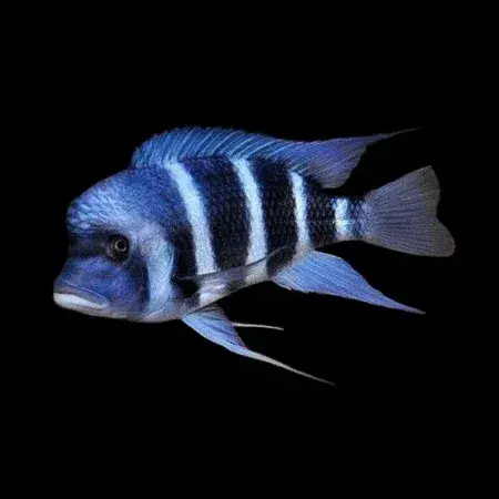 Mpimbwe Frontosa Cichlid 6-8"