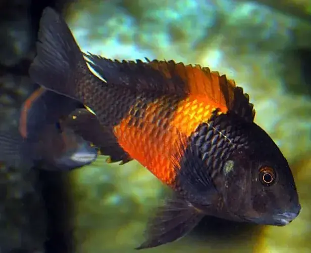 Red Band Moorii "Bemba" Cichlid 2" - Cichlids/Predatory Fish