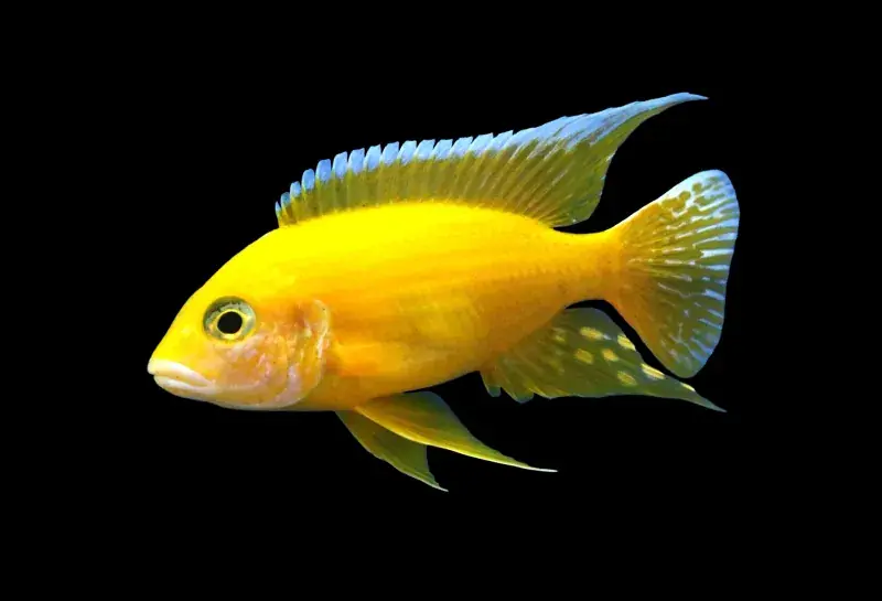 Golden Peacock Cichlid 3" - Cichlids/Predatory Fish