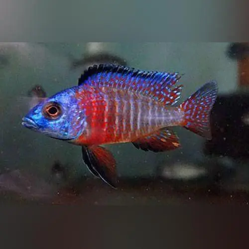 Red Peacock Cichlid 3"+ - Cichlids/Predatory Fish