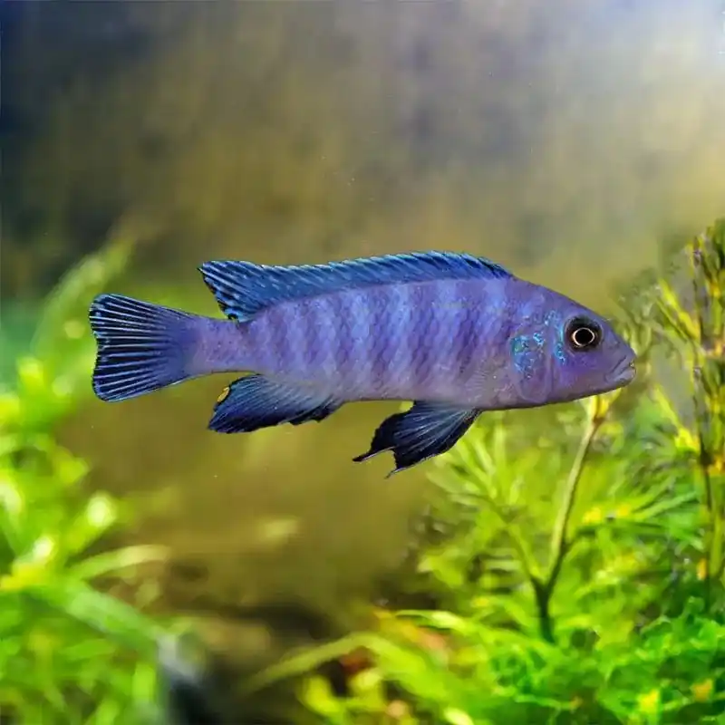 Blue Cobalt Zebra Cichlid - Cichlids/Predatory Fish