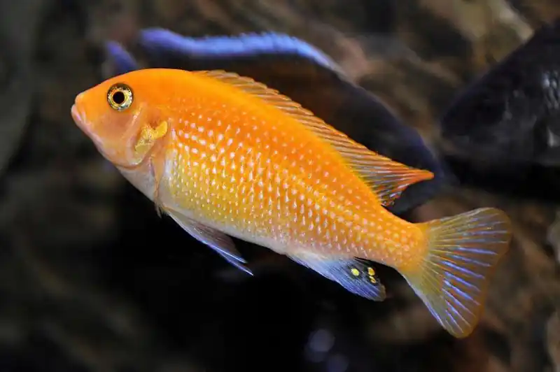 Red Zebra Cichlid - Cichlids/Predatory Fish