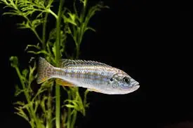 Exasperatus Cichlid 2.5" - Cichlids/Predatory Fish