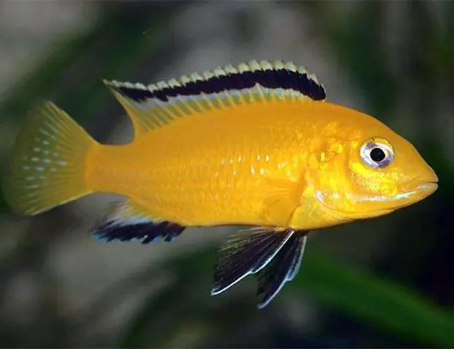 Electric Yellow Cichlid 1.5" - Cichlids/Predatory Fish