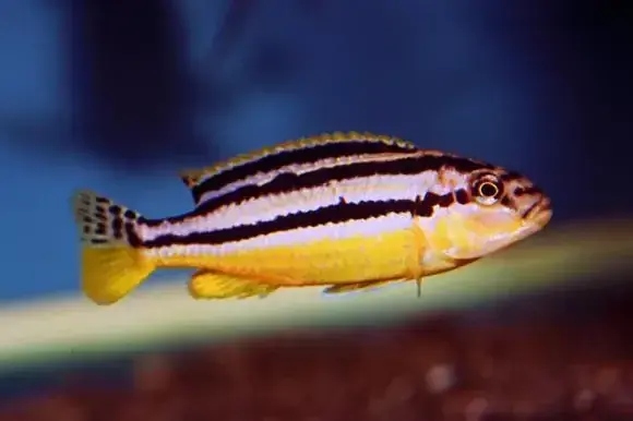 Auratus Cichlid 1.5" - Cichlids/Predatory Fish