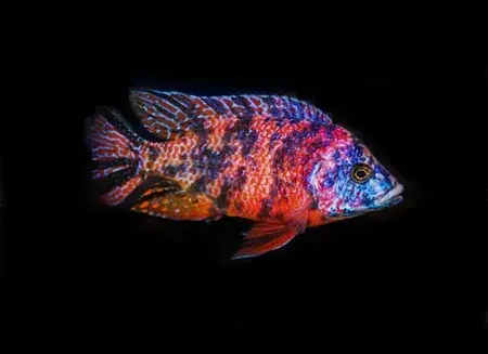 Cherry Red O.B. Peacock Cichlid 2.5" - Cichlids/Predatory Fish
