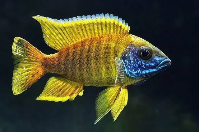 Yellow Sided Peacock Cichlid 3" - Cichlids/Predatory Fish