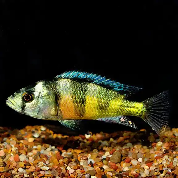 Zebra Obliquidens Cichlid - Cichlids/Predatory Fish