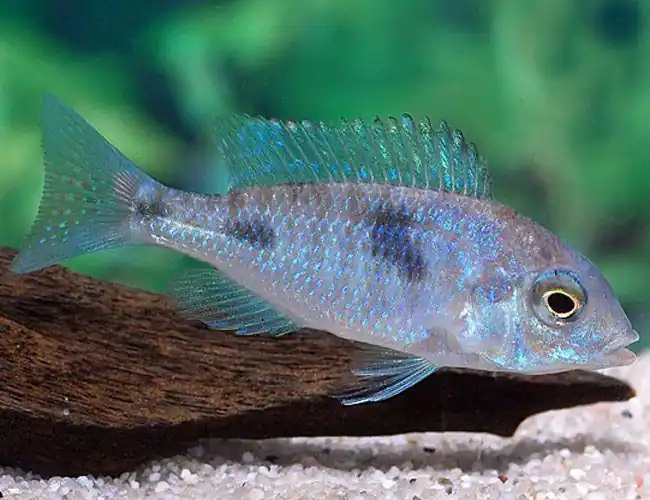 Blue Dolphin Cichlid 3"+ - Cichlids/Predatory Fish
