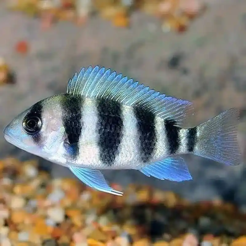 Frontosa Cichlid - Cichlids/Predatory Fish