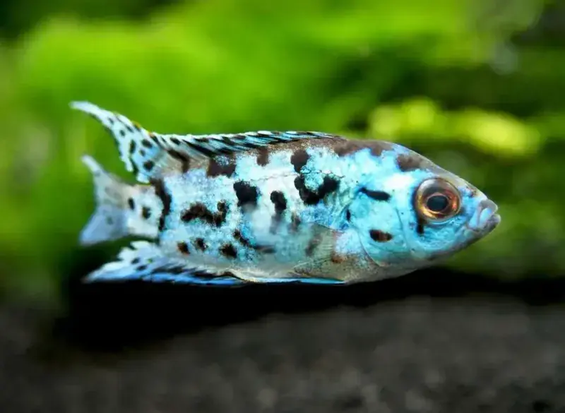 Electric Blue Jack Dempsey 1" - Cichlids/Predatory Fish
