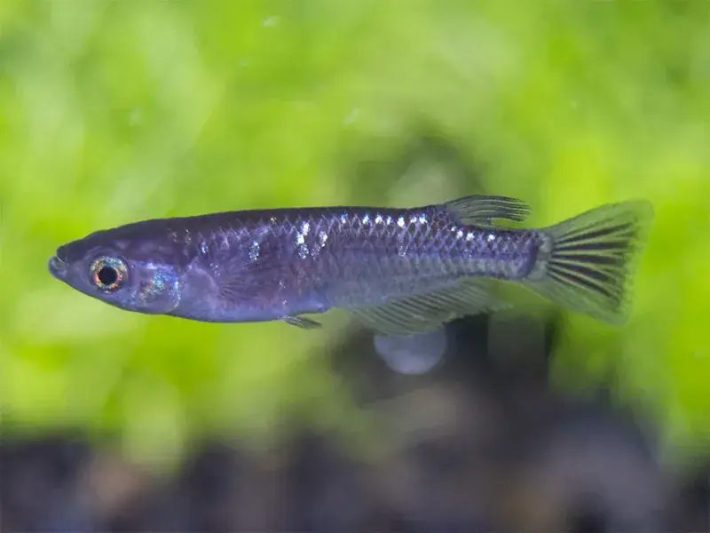Black Medaka Ricefish - Freshwater Livestock