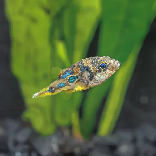 Pea Puffer - Freshwater Livestock