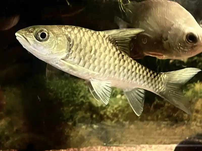 Khela/Semah Mahseer - Freshwater Livestock