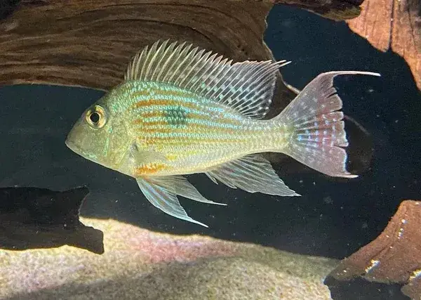 Sveni Geophagus 4" - Cichlids/Predatory Fish