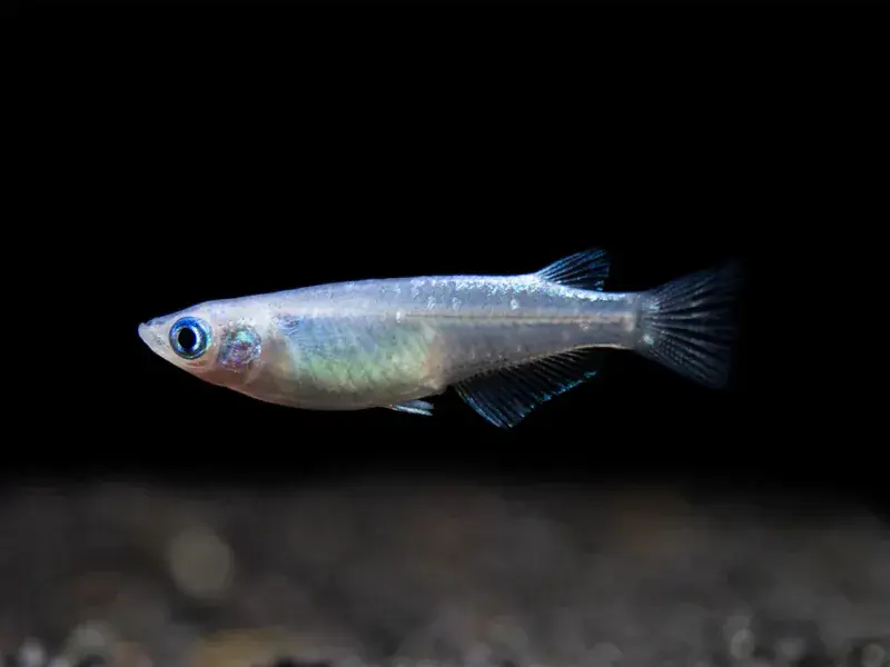 Blue Medaka Ricefish - Freshwater Livestock