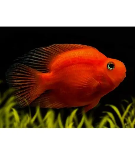 Purple Parrot - Cichlids/Predatory Fish