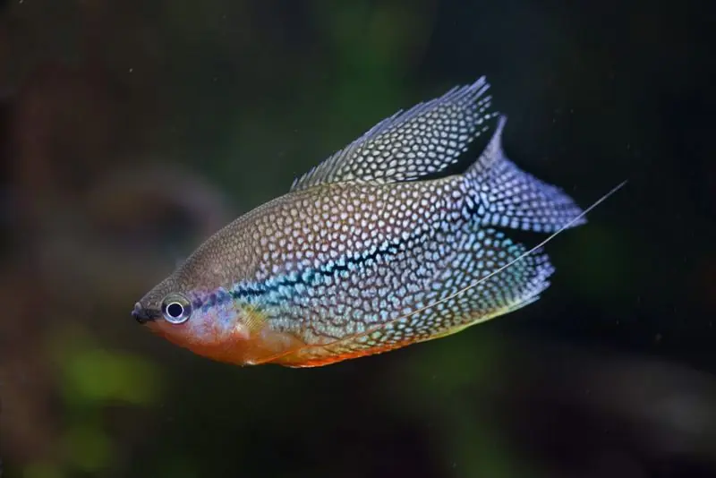 Pearl Gourami - Freshwater Livestock