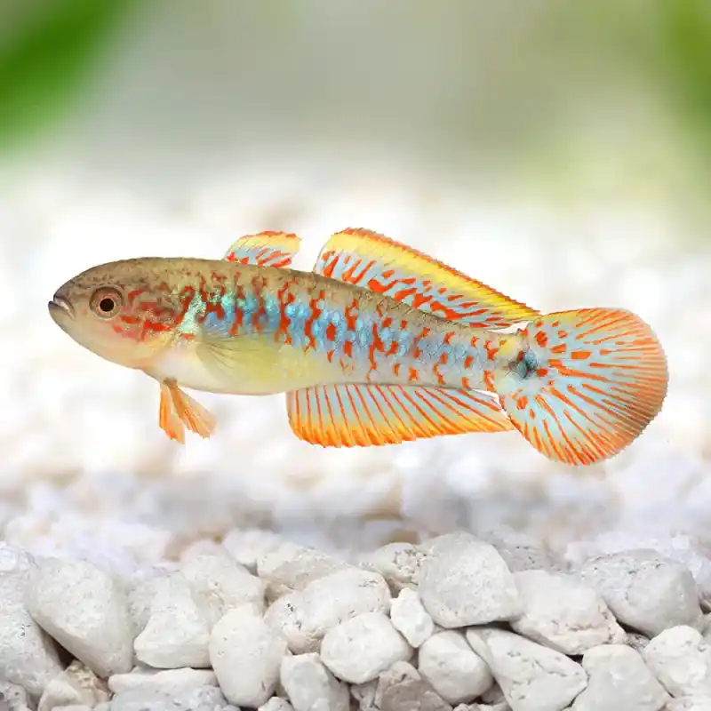 Peacock Gudgeon (Tateurndina ocellicauda) 1.5"+ - Gobies