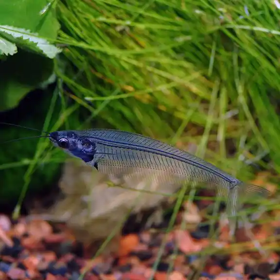 Ghost Glass Catfish 2.5"+