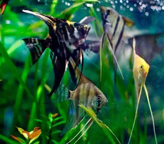 Assorted Veiltail Angel Medium - Freshwater Livestock