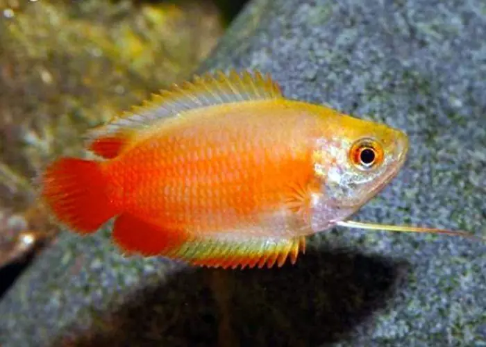 Red Honey Gourami - Freshwater Livestock
