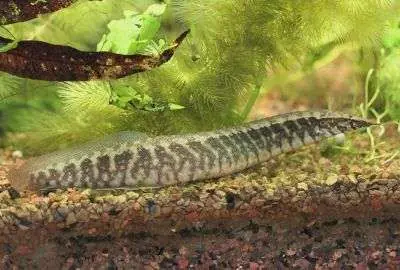 Banded Spiny Eel - Freshwater Livestock