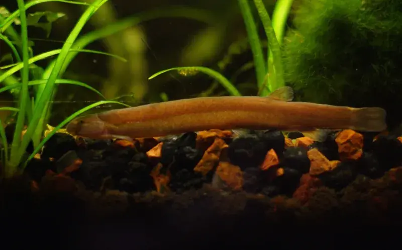 Black Kuhli Loach - Loaches