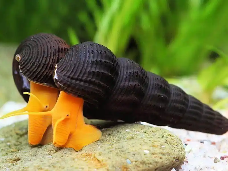 Poso Orange Rabbit Snail - Freshwater Livestock