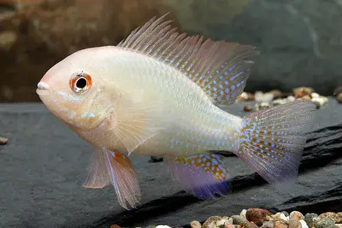 Albino Gold Ram - Cichlids/Predatory Fish