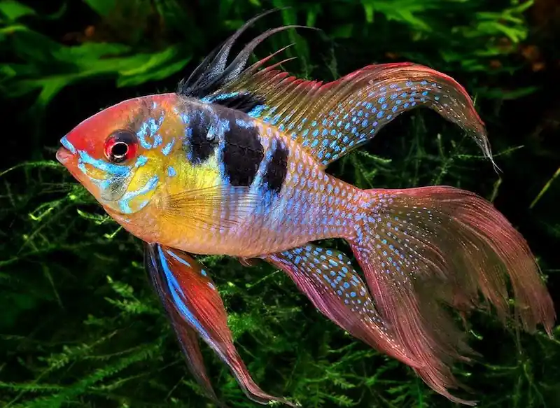 Longfin Blue Ram - Cichlids/Predatory Fish