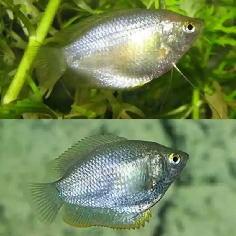 Dwarf Female Gourami - Freshwater Livestock
