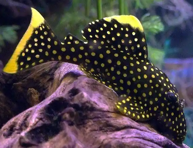 Gold Nugget Pleco L018 - Plecos