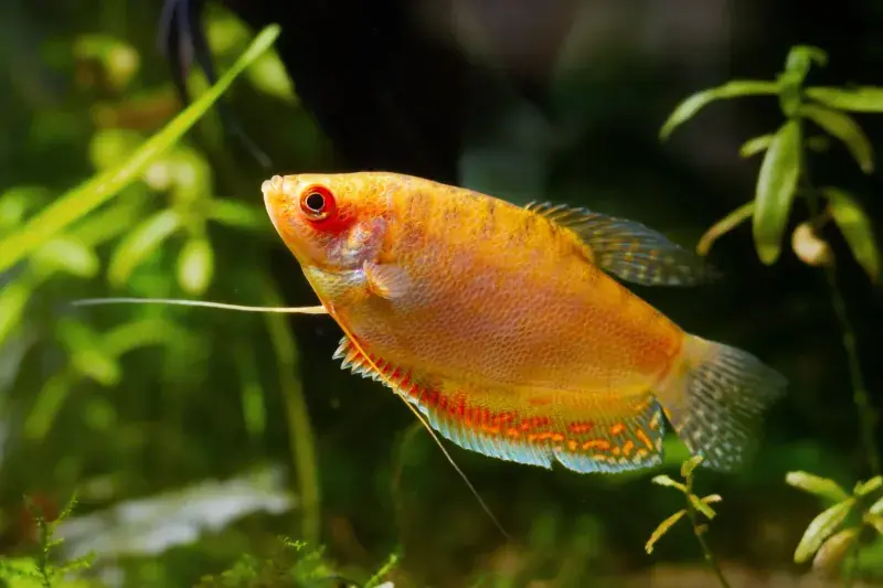 Sunset Gourami - Freshwater Livestock