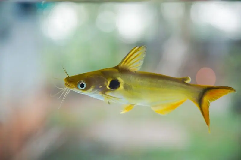 Burmese Golden Catfish