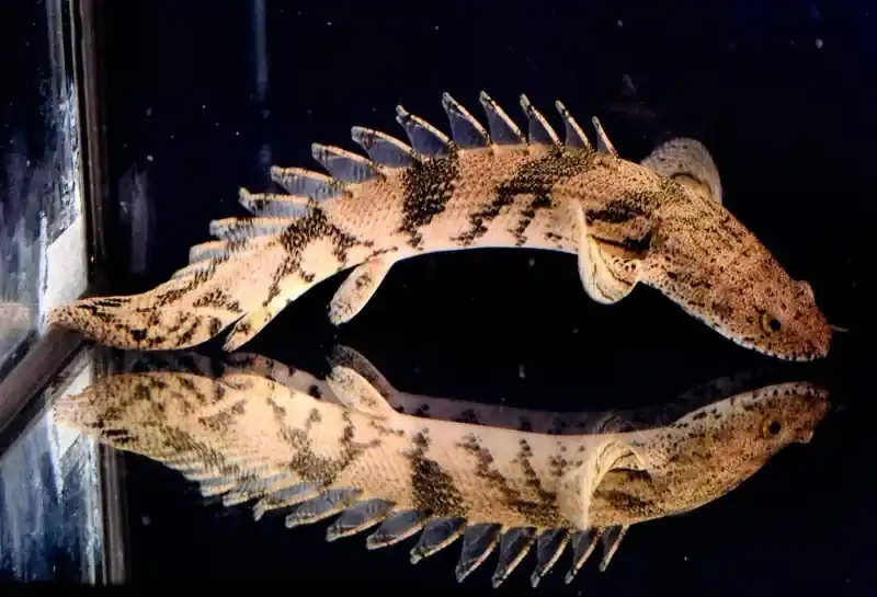 Endlicheri Bichir 3"+ - Freshwater Livestock