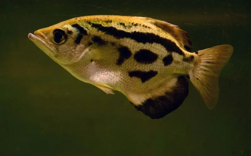 Clouded Archer Fish (Toxotes blythii) 2" - Freshwater Livestock