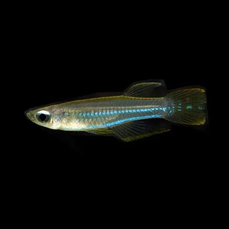 African Lampeye Killifish - Freshwater Livestock