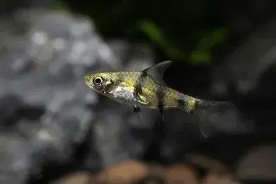 Golden Clown Barb - Barbs